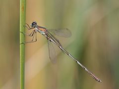 Chalcolestes viridis